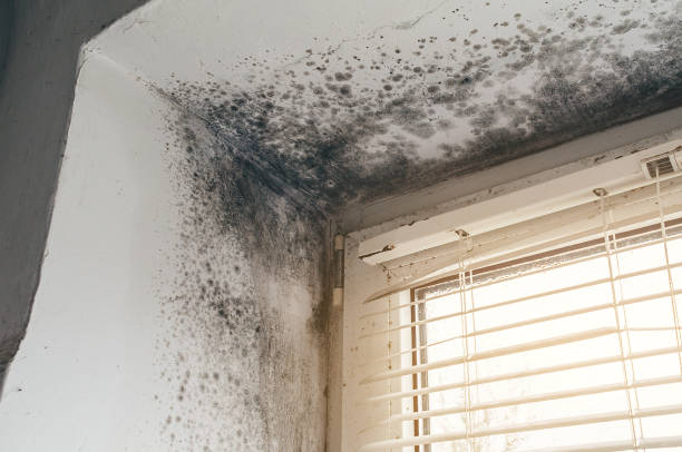 Affordable Crawl Space Mold Removal solutions in Clayton, NJ